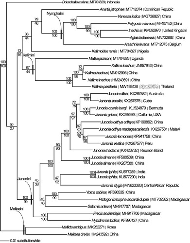 Figure 1. Maximum likelihood phylogeny (GTR + G model, G = 0.2300, likelihood score 116120.69888) of Kallima paralekta and 33 additional mitogenomes from subfamily Nymphalinae based on 1 million random addition heuristic search replicates (with tree bisection and reconnection). One million maximum parsimony heuristic search replicates produced an identical tree topology (parsimony score 20514 steps). Numbers above each node are maximum likelihood bootstrap values and numbers below each node are maximum parsimony bootstrap values (each from 1 million random fast addition search replicates).