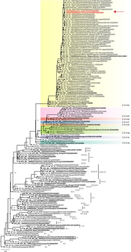 Figure 1. Maximum likelihood phylogeny of the HA genes of H5N1 viruses detected in Chile, 2022. A/H5Nx phylogeny of all H5 clades and 2.3.4.4b clade viruses containing Chilean A/H5N1 viruses and closest relatives. Chilean viruses are highlighted in bold red indicated by a red arrow. H5 clade 2.3.4.4a-g are indicated by coloured shading. Candidate vaccine viruses and their associated H5 clade numbering is shown in bold.