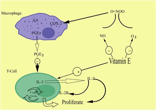 Figure 4 The immunomodulatory function of antioxidant vitamin E.