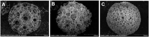 Figure 3. SEM images of porous PLGA microspheres fabricated with primary emulsions prepared at homogenization speeds of (A) 3000 rpm, (B) 5000 rpm and (C) 7000 rpm.