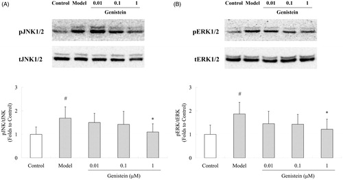 Figure 6. Effects of genistein on JNK1/2 and ERK1/2 signal pathways after H2O2 insult in neuronal cultures. Genistein down-regulated the phosphorylation of (A) JNK1/2 and (B) ERK1/2 levels. Semi-quantitative analyses of phosphorylation levels were normalized to total JNK1/2 and ERK1/2 expression, respectively, and compared with control. #p < 0.05 compared with control; *p < 0.05 compared with the model.