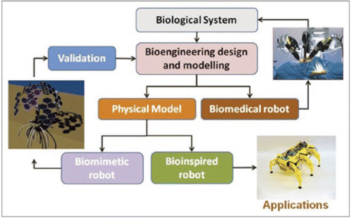 Figure 1 A schematic view of the loop for the formulation of a formal model of a biological system, by experimental validation.