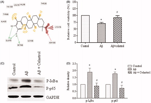 Figure 2. (A) Molecular interaction of IKKβ and celastrol. (B) Effect of celastrol (1 μM) on Aβ 1–42 (10 μM) induced cell death. (C) Effect of celastrol on Aβ 1–42 induced IKKβ activation.