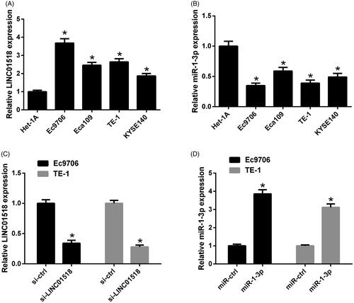 Figure 1. Expression profiles of LINC01518 and miR-1-3p in ESCC cells. qRT-PCR analysis of LINC01518 (A) and miR-1-3p (B) in ESCC cell lines (Ec9706, Eca109, TE-1 and KYSE140) and normal human oesophageal epithelial cell line (Het-1A). (C) The expression of LINC01518 in Ec9706 and TE-1 cells after transfection with si-LINC01518 or si-ctrl for 48 h was examined by qRT-PCR. (D) The expression of miR-1-3p in Ec9706 and TE-1 cells was determined by qRT-PCR 48 h after transfection with miR-1-3p or miR-ctrl. *p < .05.