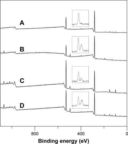Figure 4 X-ray photoelectron spectra of WGA-CL-NGF-CUR-liposomes. The inlet graphs on each spectrum are the magnified nitrogen signals.Notes: (A) CWGA =2.5 mg/mL and rCL =10%; (B) CWGA =2.5 mg/mL and rCL =20%; (C) CWGA =5 mg/mL and rCL =10%; (D) CWGA =5 mg/mL and rCL =20%.Abbreviations: rCL, CL mole percentage in lipids (%); CWGA, WGA concentration in grafting medium (mg/mL); CL, cardiolipin; CUR, curcumin; NGF, nerve growth factor; WGA, wheat germ agglutinin.