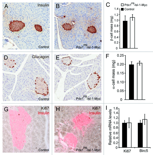 Figure 2. Isl-1 overexpression does not affect β cell mass and cell proliferation in 2-mo-old adult mice. Immunostaining analysis for insulin (A-C) and glucagon (D-F) were performed to measure β- and α-cell mass in control and Pdx1PB-Isl-1-Myc mice. Immunostaining analysis for Ki67 (G-H) shows no significant changes in β-cell proliferation. (I) Real-time PCR analysis shows comparable mRNA levels of Ki67 and Birc5 in islets between control Pdx1PB-Isl-1-Myc mice. Bars represent the mean ± SEM.