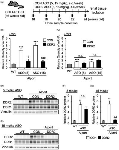 Figure 2. DDR2 ASO inhibits DDR2 expression specifically in Alport mice. (A) Scheme of experimental plan for CON ASO and DDR2 ASO injection. (B,C) Total RNA was isolated from kidney tissues of 24-week-old mice. Quantitative RT-PCR was performed to evaluate the expression of Ddr2 and Ddr1. The data were normalized to Gapdh. Bars indicate the mean ± S.E. (n = 5–6). ***p<.001 vs WT; #p<.05, ###p<.001 vs CON ASO, assessed by Dunnett’s test. n.s., not significant. (D,E) Immunoblotting of protein lysates from whole kidney of WT, CON ASO- and DDR2 ASO-injected mice. (F,G) Blots of DDR2 were quantified by multi gauge software and normalized with Vinculin (loading control). Bars indicate the mean ± S.E. (n = 4). **p<.01 vs WT; ##p<.01 vs CON ASO, assessed by Dunnett’s test.