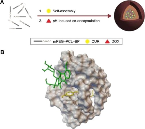 Figure 1 Preparation of CPMDC, the complex polymeric micelles dually loaded with DOX and CUR.Notes: (A) Scheme of two-step preparation by a thin-film hydration method. 1. Self-assembly of the micelles loading CUR on mPEG–PCL–BP. 2. The pH-induced co-encapsulation of DOX into micelles. (B) Molecular dynamics simulation of CPMDC formation. The copolymer is represented with gray solid surface, while CUR and DOX are shown in yellow or green stick rendering, respectively.Abbreviations: CPMDC, complex polymeric micelles co-encapsulating DOX and CUR; DOX, doxorubicin; CUR, curcumin; mPEG, monomethoxy poly(ethylene glycol); PCL, poly(ε-caprolactone); BP, N-t-butoxycarbonyl-phenylalanine.