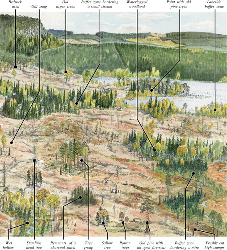 Figure 1. Examples of RF in boreal Sweden of today. The picture is from a company instruction on RF (SCA Citation2012).