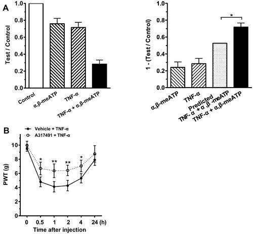 Figure 5 P2X3 receptors participated in TNF-α-induced mechanical allodynia. (A) Intraplantar individual injection of α,β-meATP (1 nmol in 50 μL) and TNF-α (0.1 ng in 50 μL) produced a moderate decrease in the mechanical threshold (1-test/control). However, a co-injection of α,β-meATP and TNF-α (TNF-α + α,β-meATP) produced a much large decrease in the threshold than adding the threshold reduction caused by TNF-α and α,β-meATP alone (predicted TNF-α + α,β-meATP). Paw withdrawal threshold (PWT) was tested at 15 min after intraplantar injection. PWT was normalized to the baseline values before every injection. n = 10 rats in each group. * P < 0.05, Two-way ANOVA followed by Bonferroni’s post hoc test. (B) After intraplantar injection of TNF-α (1 ng in 50 μL), PWT (in g) significantly decreased at 0.5, 1, 2 and 4 h and recovered at 24 h. The decrease of PWT induced by TNF-α was significantly attenuated when A-317491 (10 nmol in 50 μL), a specific P2X3 receptor antagonist, was pretreated to ipsilateral hind paws. n = 10 rats in each group. *P < 0.05, **p < 0.01, Bonferroni’s post hoc test, compared with vehicle + TNF-α group.