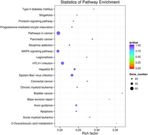 Figure 3 Enriched KEGG pathway scatterplot.