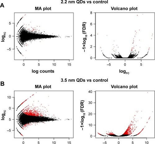 Figure 7 MA plots and volcano diagrams representing differently expressed genes.Notes: MPA-capped CdTe QD (2.2 nm) treatment (A) and MPA-capped CdTe QD (3.5 nm) treatment (B), with the control (red dots indicating significantly expressed genes and black dots indicating insignificantly expressed genes).Abbreviations: MPA, 3-mercaptopropionic acid; QDs, quantum dot; FC, fold change; FDR, false-discovery rate.