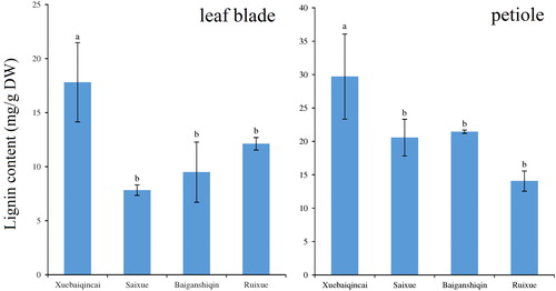 Figure 4. Lignin levels in celery plants of ‘Xuebaiqincai’, ‘Saixue’, ‘Baiganshiqin’ and ‘Ruixue’.