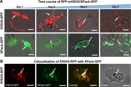 Figure 4 Time course of VSVG fusion incorporation into exosomes.Notes: HEK293 cells were transfected with fVSVG-RFP or XPack-GFP alone (an exosome tracer) for indicated periods of time. The incorporation of fVSVG into exosomes was monitored and compared with that of XPack. Live cell images were taken at days 1, 2, 4, and 6; representative images are shown to illustrate the expression of fVSVG (A, top panel) and XPack (A, bottom panel) at early membrane appearance (days 1 and 2), and final incorporation in exosomes (days 4 and 6). (B) In a separate set of experiments, cells were cotransfected with fVSVG-RFP and XPack-GFP for 3 days. The expression of fVSVG (red), XPack (green), and colocalization of both (yellow in overlay) are shown. Arrows indicate membrane locations and endosome/exosome/MVB structures. Scale bar 20 µm.Abbreviations: VSVG, vesicular stomatitis virus glycoprotein; mVSVG, minimal VSVG; fVSVG, full-length VSVG; MVB, multiple-vesicle body.