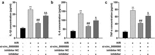 Figure 6. Knockdown of miR-367-5p reverses the reduction of inflammatory factors in H/R-treated H9c2 cells induced by circ_0000080 knockdown. (a) The concentration of IL-1β in H9c2 cells (n = 3). (b) The concentration of IL-6 in H9c2 cells (n = 3). (c) The concentration of TNF-α in H9c2 cells (n = 3). **p < 0.01, ##p < 0.01.