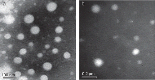 Figure 4.  Transmission electron micrographs (TEM) of (a) PANs and (b) PA/EPI.