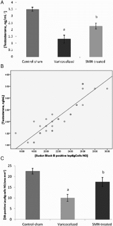 Figure 1.  Effect of silymarin (SMN) on the varicocel-induced changes in serum level of testosterone. A) SMN administration significantly (P < 0.05) increased the serum concentration of testosterone; B) positive correlation between the number of Sudan Black-B positive Leydig cells and serum level of testosterone (r2 = 0.973, P < 0.05); and C) mean average of Sudan Black-B positive Leydig cell number per one mm2 of the interstitial connective tissue. a: significant difference (P < 0.05) between the varicocele-induced and control-sham group, b: remarkable difference (P < 0.05) between the varicocele-induced and SMN-treated groups (n = 8)