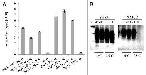 Figure 2. The effect of temperature on the desorption of scrapie PrPTSE bound to a sandy loam soil for 1 or 11 d. (A): PrPTSE was bound at 25°C or 4°C to soil that was either non-sterile (non-st) or sterile (st; autoclaved), as indicated. On day 1 and 11 thermolysin-resistant prion was extracted and the eluates from 100 mg of soil analyzed, each in triplicate, by ELISA detecting full length PrPTSE. Standard deviations of the three replicate analyses of each experimental condition are shown. The experiment was repeated twice more and gave equivalent results. (B) Representative samples were analyzed by western blot (10µl per lane, equivalent of an extract from 100 mg of soil), prion was detected with monoclonal antibody SHa31 (detecting a 'core' epitope) or SAF32 (detecting an N-terminal epitope) as indicated, and molecular mass markers are shown (M; 20, 30 and 40kDa). Both non-autoclaved and autoclaved samples gave equivalent results.