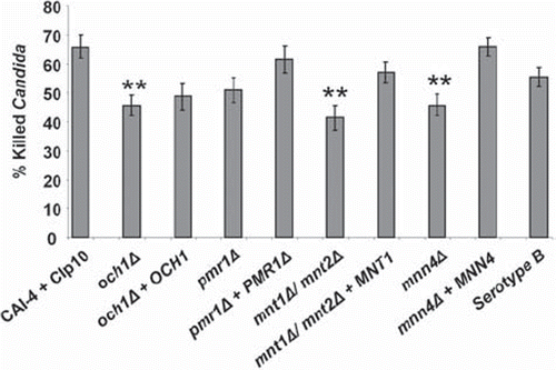 Fig 5. C. albicans killing assay. Bars show the percentage of the tested C. albicans killed following 150 min co-incubation with PMNs at 37°C. Following incubation, PMNs were lysed by hypotonic shock. The remaining C. albicans were washed and stained with 4 μg/ml propidium iodide to stain exposed nucleic acid in dead and terminally damaged cells. A minimum of 100 cells of each strain were counted and the percentage of dead (PI+) cells calculated. Plotted values are the mean ± standard error of six experiments with independent donors, in which each combination was tested in triplicate. Statistical significance was carried out by a student's t-test (vs the value for the control strain in each case): **P < 0.05.