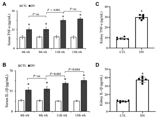 Figure 3 Comparison of TNF-α and IL-1β levels in serum and kidney tissue. (A) TNF-α levels in serum. (B) IL-1β levels in serum. (C) TNF-α levels in kidney. (D) IL-1β levels in kidney. Data are expressed as the mean ± standard deviation (n=6). *P < 0.05, vs the CTL group at the same week.