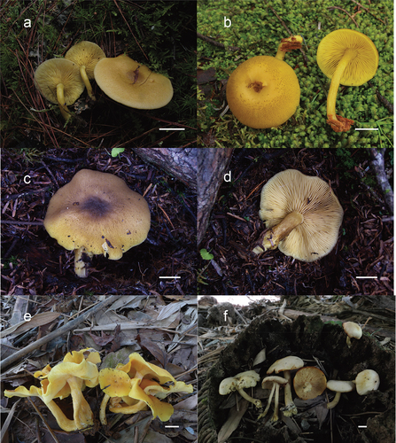 Figure 7. (a) Tricholomopsis badinensis (HKAS 83622, photo by Qing Cai); (b) T. decora (HKAS 129327, photo by Jianwei Liu); (c – d) T. floccosa (HKAS 57681, photo by Gang Wu); (e) T. flava (HKAS 96940, photo by Yan-Jia Hao 105); (f) T. glabra (HKAS 129332, photo by Ting Guo).