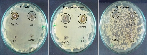 Figure 9 Antibacterial assay of AgNPs.Notes: Zone of inhibition of PE (10 μg/mL), Ab (10 μg/mL), AgNPs (10 μg/mL), and AgNO3 solution (1 mM) against multiple drug-resistant bacterial strains was measured in mm.Abbreviations: E. coli, Escherichia coli; K. pneumoniae, Klebsiella pneumoniae; S. aureus, Staphylococcus aureus; AgNPs, silver nanoparticles; PE, plant extract; Ab, antibiotic.