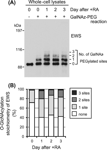 Fig. 2. O-GlcNAcylation stoichiometry of EWS is regulated by neuronal differentiation in P19 cells.