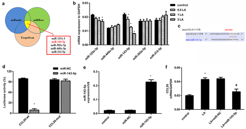 Figure 3. Identification of miR-143-5p that directly targets CCL20. (a) Prediction of miRNAs targeting CCL20 by three bioinformatics tools (TargetScan, miRWalk and miRanda). The five top potential miRNAs were shown in red box. (b) qRT-PCR was used to determine the expression of five miRNAs in fibroblasts under the indicated doses of lead acetates (LA). (c) The predicted binding site of miR-143-5p in the 3’-UTR of CCL20. (d) Dual luciferase reporter assay system was used to evaluate the targeted correlation between CCL20 and miR-143-5p. (e) Cells were transfected with miR-143-5p mimics or miR-NC. Then, the expression of miR-143-5p was analyzed by qRT-PCR. (f) The mRNA levels of CCL20 were determined in fibroblasts treated with lead acetate and miR-143-5p transfections. *P < 0.05 vs. control group. #P < 0.05 vs. LA-treated group.