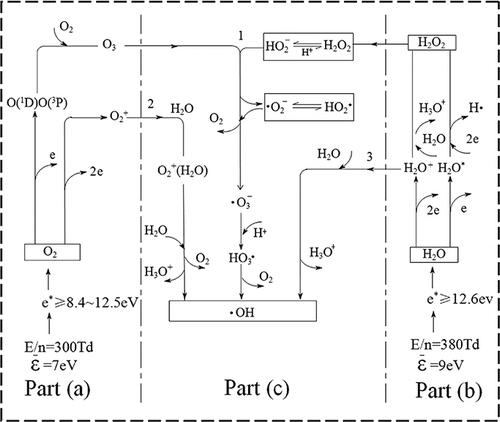 Figure 1. Plasma chemistry processes of •OH formation.