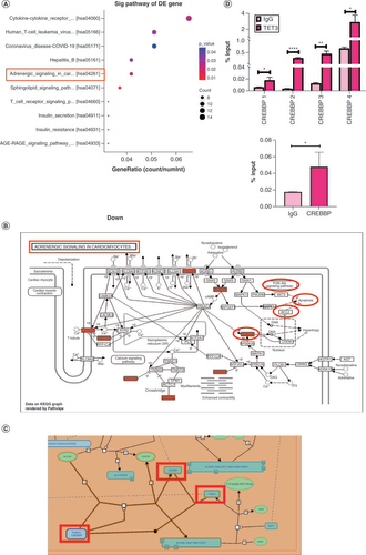 Figure 4. TET3 targets CBP/FOXO1–BIM to mediate apoptosis. (A) Kyoto Encyclopedia of Genes and Genomes bubble chart: X-axis represents count/numlnt, Y-axis represents term, bubble size represents count value, bubble color represents -log10 (p-value). (B) Adrenergic signaling in cardiomyocytes pathway. (C) The interaction between CBP and FOXO1 was analyzed based on the biological information base [Citation29]. (D) Chromatin immunoprecipitation revealed the targeting relationship between TET3 and CREBBP.*p < 0.05; **p < 0.01; ****p < 0.0001.