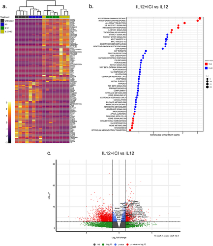 Figure 5. Combinatory therapy with IL12 and dual-ICI correlates with enhanced expression of genes related to inflammation in myeloid cells within the ascites. CD11b+ cells were isolated from the peritoneal cavity of tumor bearing mice and bulk RNA sequencing was performed. (a) heat map with hierarchical clustering based on top 50 differentially expressed genes comparing IL12+dual-ICI versus untreated animals. Each column represents individual mice and the treatment group is indicated by color code at top. (b) hallmarks of cancer gene set enrichment analysis comparing combination therapy vs IL12 alone. Gene sets with statistically significant changes in expression are indicated with red colors and the size of the dot is representative of the number of genes in the corresponding gene set that are significantly changed. (c) volcano plot of differentially expressed genes in peritoneal CD11b+ from mice treated with IL12+dual-ICI versus IL12 alone. Fold change and significance cutoffs are as indicated and named genes are inflammation-related hallmarks of cancer.