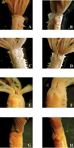 Figure 5 Photographs from differentMegalomma species: A,B, Megalomma vesiculosum; C,D, Megalomma lanigera; E,F, Megalomma claparedei; G,H, Megalomma messapicum n.sp.