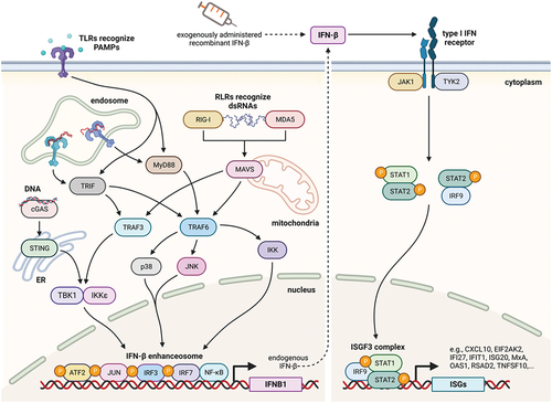Figure 2. Induction of type I interferon (IFN) responses and the JAK-STAT signaling pathway.
