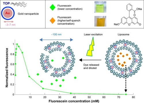 Figure 2 Quantification of liposomes release by mitigation of fluorescein self-quench.Notes: Fluorescein solution in self-quench concentration (75 mM) was encapsulated in liposome. After fiber-optic triggered photo-thermal responsive release, discharged fluorescein from liposome was diluted and emitted brighter fluorescence.Abbreviation: TOP, tri-n-octylphosphine.