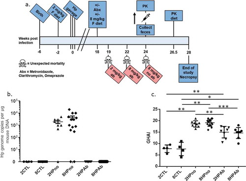 Figure 1. Antibiotic therapy, but not increased folate, reduces gastric pathology of INS-GAS mice at 18 WPI. (a) Timeline describing the experimental design and clinical interventions in this study. (b) Complete eradication of H. pylori in cohorts receiving antibiotic therapy was measured by qPCR. Antibiotic-free mice remained infected with high levels of H. pylori, and bacterial levels were unaffected by folate. (c) Histopathologic scoring of gastric pathology shows decreased gastric pathology dependent on antibiotic treatment but not folate supplementation. *P ≤ .05; **P ≤ .01; ***P ≤ .001.