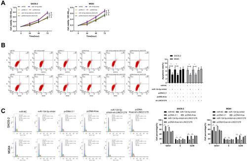 Figure 6 LINC01278 inhibits OS cell proliferation and apoptosis by regulating miR-134-5p/KRAS. (A) CCK-8 detected the change of cell proliferation ability after co-transfection. (B and C) Flow cytometry detected apoptosis and cell cycle changes after co-transfection.