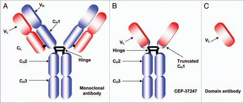 Figure 1 Schematic structures of a full-size antibody and a domain antibody in comparison to CEP-37247. Schematic representations of (A) A conventional full-sized monoclonal antibody of approximate size 150 kDa consisting of a dimer of variable heavy (VH) and variable light (VL) domains responsible for antigen recognition fused to four constant regions, one on the light chain (CL) and three on the heavy chain denoted CH1, CH2 and CH3. A hinge between the CH1 and CH2 constant regions provides flexibility and dimerization via disulfide bonds. (B) CEP-37247—a bivalent dAb-Fc construct approximately half the size of a conventional antibody (78 kDa) comprising a dimer of only the variable light (VL) domain fused to a truncated CH1, the hinge and CH2 and CH3 domains of the heavy chain. The disulfide bridges between the two heavy chains in both molecules and between the CH1 and CL domains of the full antibody are indicated as black lines. (C) The monomeric variable light chain domain antibody is, at approximately 12 kDa, the smallest antibody domain that is capable of high affinity binding of target antigen.