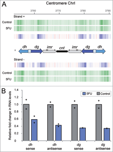 Figure 3. Decreased levels of centromeric dg and dh transcripts in fission yeast cells exposed to 5FU. (A) Expression profile of centromere 1 regions obtained by microarray analysis. Vertical green lines represent transcription from sense (+) and antisense (−) DNA strand in cells exposed to 5FU for 60 min or untreated control. Blue vertical lines indicate differential under-represented transcripts between both conditions. The diagram shows the organizational structure of centromere 1: the dg/dh repeats (whose relative orientation is indicated by arrows), imr (inner repeats), cnt (central core domain) and individual copies of tRNA genes that are represented by vertical black lines. Note that the dg and dh elements are found in multiple copies at heterochromatic regions and therefore, the amount of transcripts detected are representative of the expression levels of the individual repetitions. The downregulation of dg/dh transcripts was also observed after 240 min of drug treatment (data available through the genome browser). (B) Relative fold change in transcripts abundance between untreated and 5FU-treated cells determined by strand-specific reverse transcription followed by qPCR. Bars represent the average data for two independent biological replicates with each of the individual data points being displayed by a cross. Two-tailed Student's t test revealed that differences were statistically significant in all cases (P value < 0 .05) except for transcript dh sense (P = 0.11).