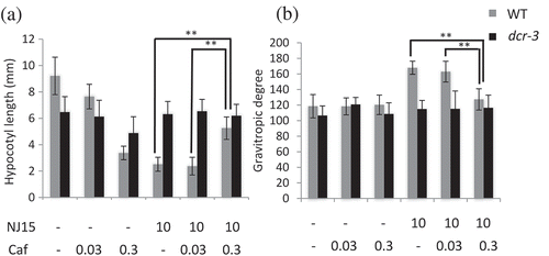 Figure 4. Effects of NJ15 and Cafenstrole on hypocotyl length and gravitropic response of seedlings grown in the dark.Seedlings were grown vertically on 1/2 MS medium containing the indicated chemicals. After 4 days, plates were turned 90° from the initial orientation and then continued growing for one day. Then, (a) the hypocotyl length and (b) gravitropic response of seedlings were measured. Data are means ± SD (n = 20). Experiments were repeated three times independently, and similar results were obtained. Asterisks indicate significant differences (*, 0.01 < p < 0.05; **, p < 0.01; Student’s t-test).