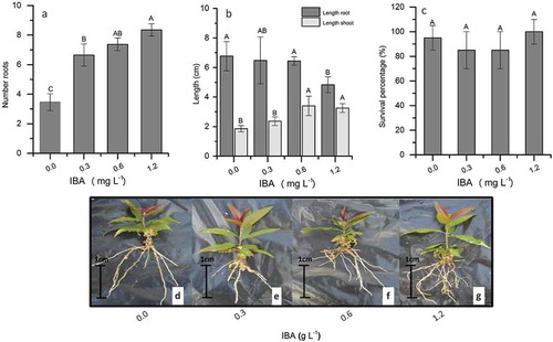 Figure 2. Rooting response of ‘G × N-9’ peach rootstocks to different levels of IBA (0.0–1.2 mg L−1) after a 30 days acclimatization. (a) Mean number of roots per explant, (b) mean length of roots and shoots, and (c) percentage of surviving plants (%). Plantlets grown ex vitro from the (d) control treatment and (e) 0.3 mg L−1 IBA, (f) 0.6 mg L−1 IBA, and (g) 1.2 mg L−1 IBA. Columns with different uppercase letters indicate significant differences between treatments based on ANOVA followed by Tukey test (P ≤ 0.05)