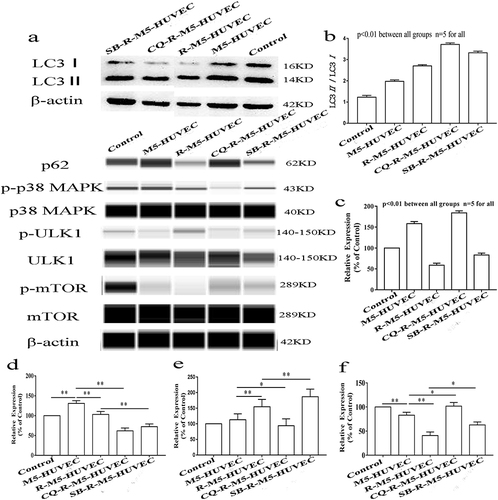 Figure 3 Autophagy-induced inhibition of inflammation is via p38 MAPK/mTOR signaling pathway. (a) is the representative images of Western blot; (b and c) are quantitative diagrams of expression levels of LC3 and p62; (d–f) are quantitative diagrams of expression levels of p-p38 MAPK, p-ULK1, and p-mTOR, respectively. n=5, *p<0.05, **p<0.01.