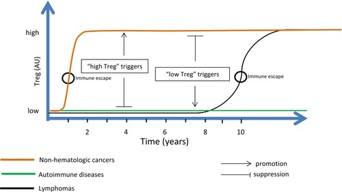 Figure 1 TGFβ exerts an anti-tumor effect in early cancer development; however, it evolves into a pro-tumor effect as disease progresses. This functional switch, which may be regarded as an immune escape mechanism, occurs as TGFβ pathways are hampered with the result of a decreased anti-tumor suppressive effect by TGFβ. Other effects of TGFβ, such as immunosuppression, EMT, effect on fibroblasts, and effect on extracellular matrix, are all pro-tumor. Early cancer stages correspond to a “low Treg” disease when immune response is fully active. At advanced cancer stages, specific anti-tumor T cell activity is impaired while other pro-inflammatory components of the immune system are highly activated. This corresponds to a specific “high Treg” state of the disease. Therefore, cancers evolve from a “low Treg” state where tumor proliferation is controlled, into a specific “high Treg” state where this control loosens. Lymphoma is unique among cancers by the length of time it may reside at a “low Treg” state (years). During this indolent low-grade stage, lymphoma treatment is relatively effective. “High Treg” triggers promote “high Treg” states but suppress “low Treg” states. “Low Treg” triggers promote “low Treg” states but suppress “high Treg” states. For example, alcohol abuse, a “high Treg” trigger, increases the risk of most non-hematologic cancers but decreases the risk of lymphomas. Similarly, alcohol consumption confers a protection against autoimmune hypothyroidism. On the other hand, the same set of “low Treg” bacteria and parasites that promotes (indolent) lymphoma also promotes autoimmune diseases, all “low Treg” conditions.Abbreviation: EMT, epithelial–mesenchymal transition; TGFβ, transforming growth factor-beta; Treg, regulatory T cells.