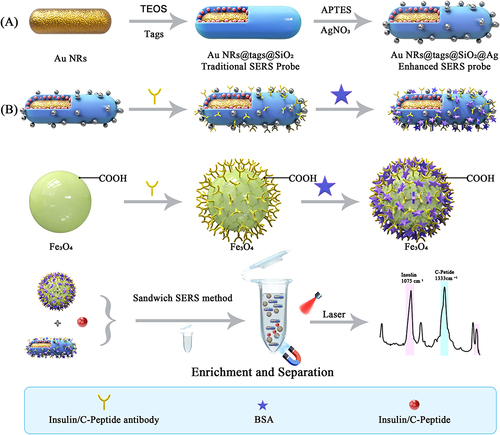 Scheme 1 Schematic diagram of (A) synthesis of SERS probe and (B) SERS-based immunoassay used to detect insulin antibodies and C-peptide antibodies.