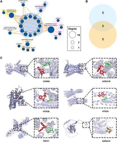 Figure 4 Identification of potentially key targets of SERT on CP. (A) the “target-pathway” network of SERT for CP (B) Venn diagram presented the intersection of key targets convolved in at least two pathways in the “target-pathway” network and key targets with relatively high degree values in the PPI network (C) molecular docking of SERT with potentially key targets of SERT on CP.