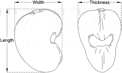 Figure 1. Measured dimensions of Cashew nuts.