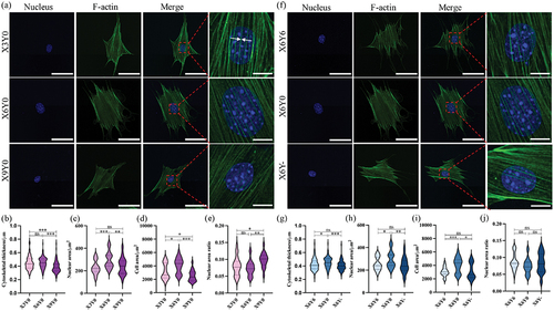 Figure 4. Immunofluorescence imaging, F-actin cytoskeleton’s size, and the cell/nucleus area. (a, f) Immunofluorescence imaging of MC3T3-E1 cells cultured under different stretch conditions. Scale bar: 50 μm for Nuclei, F-actin, and Merge, 10 μm for the close-up view; (b, g) Cytoskeletal thickness; (c, d, h, i) the area of the nucleus and cytoplasm; (e, j) Area ratio of nucleus to cytoplasm. Data are expressed as violin plot (For nuclear area, cell area, and nuclear area ratio: n = 180. For cytoskeletal thickness: a total of 180 cells, each actin filament overlapped with the nucleus was measured). * p < 0.05, ** p < 0.01, *** p < 0.001.