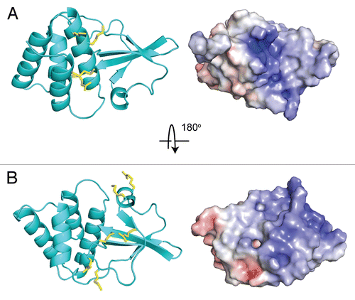 Figure 2 Structure of ZEBOV VP35 IID (PDB: 3FKE). Ribbon representation of Zaire Ebola VP35 IID in two orientations, along with corresponding electrostatic surfaces that reveal the highly conserved nature of the (A) first basic patch and (B) central basic patch.