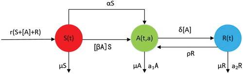Figure 2. The flow diagram of our model, where [A],[βA] represent ∫0+∞A(t,a)da, ∫0+∞β(a)A(t,a)da, respectively.