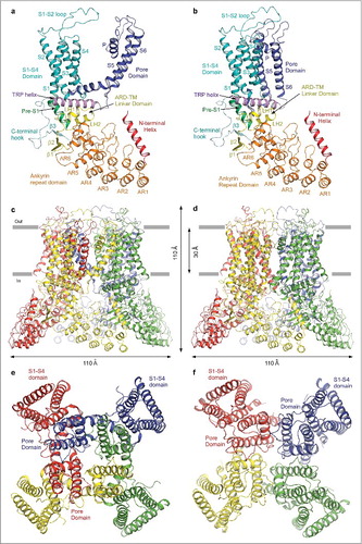 Figure 10. Swapped and non-swapped transmembrane domain arrangements in TRPV6. (a–b) Swapped TRPV6* (a) and non-swapped TRPV6cryst (b) monomers are colored according to their domains. (c–f) Swapped TRPV6* (c,e) and non-swapped TRPV6cryst (d,f) tetramers viewed parallel to the membrane (c–d) or extracellularly (e–f), with subunits shown in different colors. The S1-S4 domains are adjacent to the pore domains from the same subunits in TRPV6cryst, but are adjacent to the pore domains from neighboring subunits in TRPV6*.