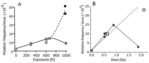 Figure 10. A) Results of specific locus tests of mouse spermatogonia after exposures of acute X- or gamma-rays (□) or 500 R + 500 R fractionated exposures given 1 day apart (■). B) Results after acute (■) or chronic (□) exposures of fission neutrons (Searle Citation1974).
